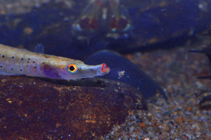 Lipstick pipefish